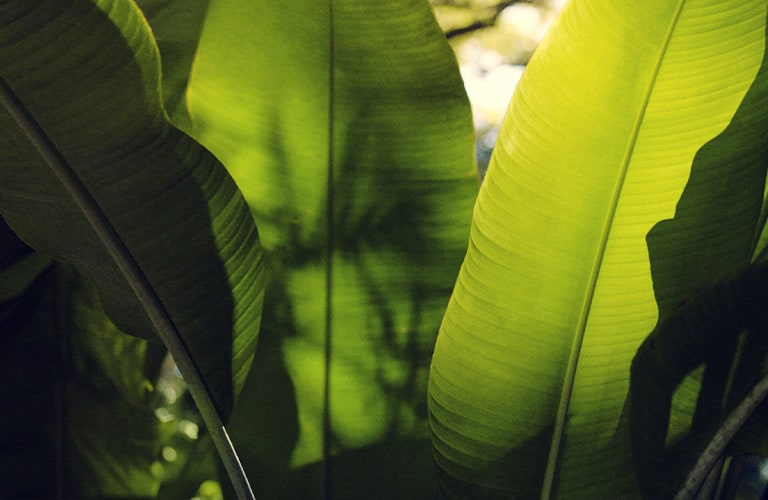Aveda is 100% vegan. Now and forever.
