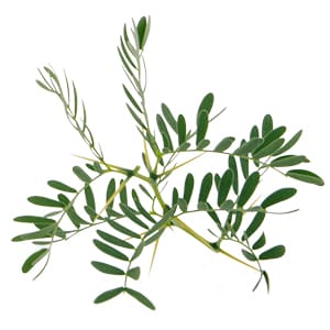 acacia