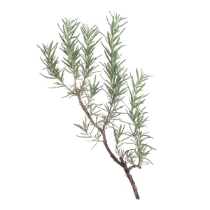 ROSMARINUS (ROSEMARY) OFFICINALIS LEAF EXTRACT